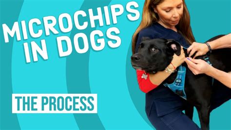 how to remove microchip from pet